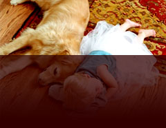 PupTarts Vegan Dog Biscuits